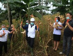 GSVL “bakobong” dengan Poktan Mapalus dan Makaruyen Winangun