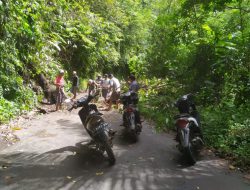 Cuaca ekstrem, pohon tumbang tutup akses jalan Kumelembuai