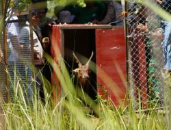 Ada 10 Rusa Timorensis di Taman Wisata Alam Batu Angus Bitung