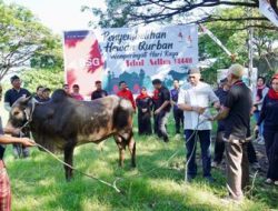 BSG donasikan 16 sapi hewan qurban Idul Adha 1444 H, ini lokasi-lokasi pembagiannya