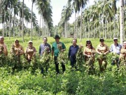 Panen Perdana Kacang Batik di Desa Marinsow, Wagub Kandouw: Petani Mampu Bertahan Disegala Situasi