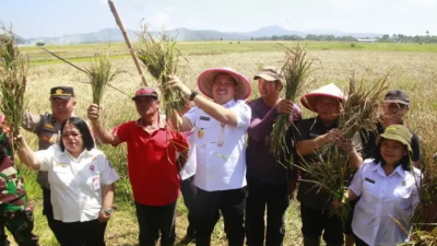 Steven Kandouw Bersama Poktan Panen dan Tanam Padi di Kakas, Sasaran Produksi 2024 Bisa Dicapai