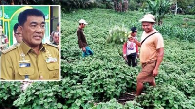 Kabar Gembira Petani Nilam di Sulut, Gubernur YSK Tawarkan Komoditas Ini ke Rumania