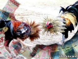 Judi Sabung Ayam Marak di Ratatotok, Polres Mitra Didesak Bertindak dan Tangkap Bos Pemilik Lokasi