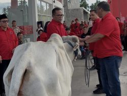 Jelang Idul Adha 1447 H, DPC PDI Perjuangan Kota Manado Bagikan 3 Ekor Sapi Kurban